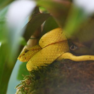 Central American eyelash pitviper Bothriechis nigroadspersus