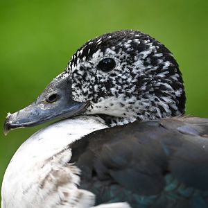 African comb duck Sarkidiornis melanotos