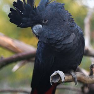 Red-tailed black-cockatoo Calyptorhynchus banksii