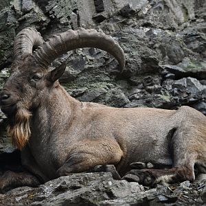 Western tur (Capra caucasica)