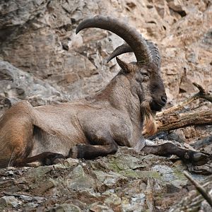 Western tur (Capra caucasica)