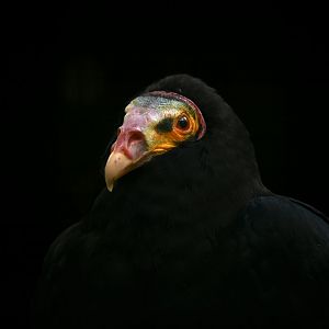 Lesser yellow-headed vulture  Cathartes burrovianus