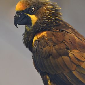 Duyvenbode's lory Chalcopsitta duivenbodei