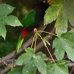 Papuan lorikeet Charmosyna papou