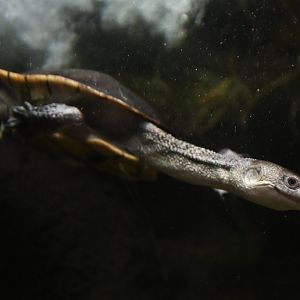 McCord's snake-necked turtle Chelodina mccordi