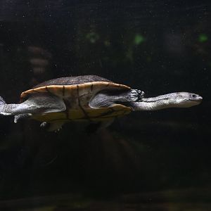 McCord's snake-necked turtle Chelodina mccordi