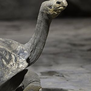 Giant tortoise (Chelonoidis niger)