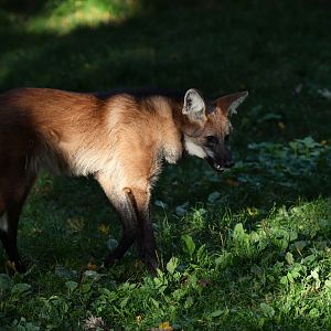 Maned wolf (Chrysocyon brachyurus)