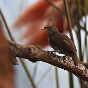 King bird-of-paradise Cicinnurus regius