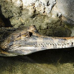 Sunda Gharial (Tomistoma schlegelii) November 29, 2025