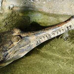 Sunda Gharial (Tomistoma schlegelii) November 29, 2025