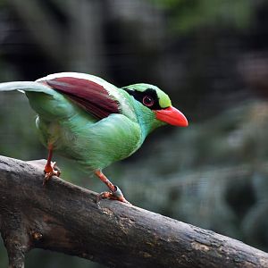 Green magpie Cissa chinensis