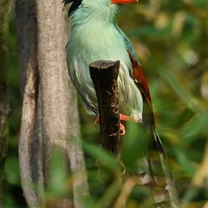 Indochinese Green Magpie Cissa hypoleuca
