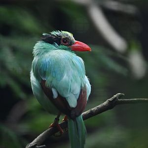 Javan green magpie Cissa thalassina