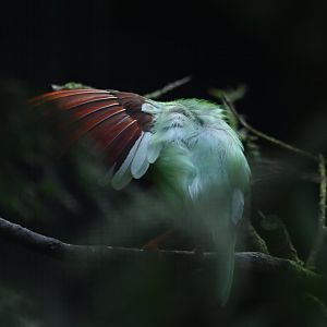 Javan green magpie Cissa thalassina