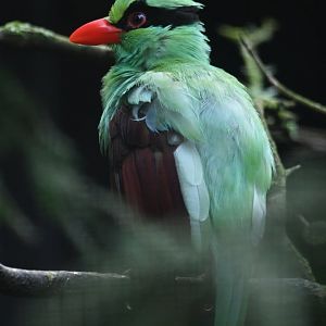 Javan green magpie Cissa thalassina