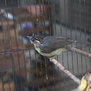 Crested heleia (Heleia dohertyi dohertyi)