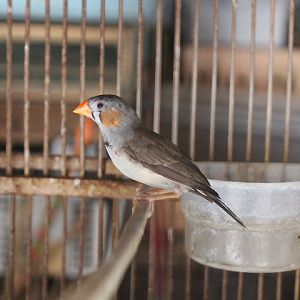 Sunda zebra finch (Taeniopygia guttata)