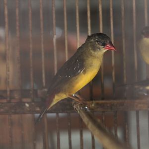 Yellow-bellied red avadavat (Amandava amandava flavidiventris)