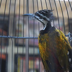 Common flameback (Dinopium javanense javanensis)