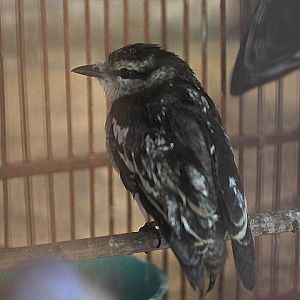 Malayan pied triller (Lalage nigra striga)