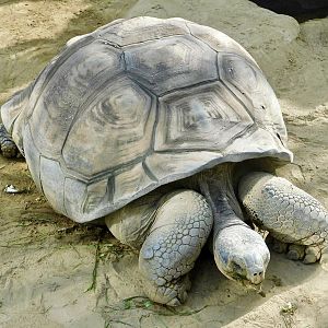 Galapagos Giant Tortoise (Chelonoidis niger) November 29, 2025