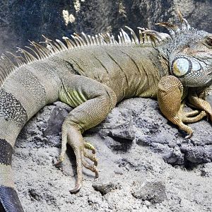 Green Iguana (Iguana iguana) November 29, 2025