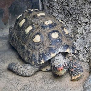 Red-Footed Tortoise (Chelonoidis carbonarius) November 29, 2025