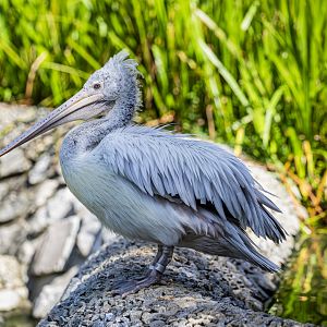 Spot-billed Pelican (Pelecanus philippensis)