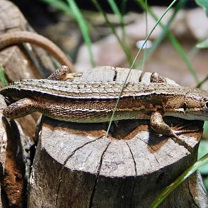 Japanese Grass Lizard (Takydromus tachydromoides) November 29, 2025