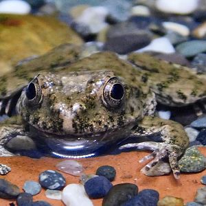 Proto Wrinkled Frog (Glandirana reliquia) November 29, 2025