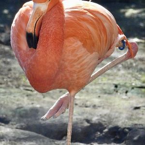 American Flamingo (Phoenicopterus ruber) November 29, 2025