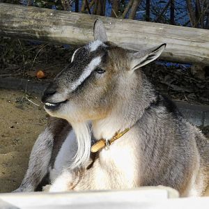 Tokara Goat (Capra aegagrus f. hircus) November 29, 2025