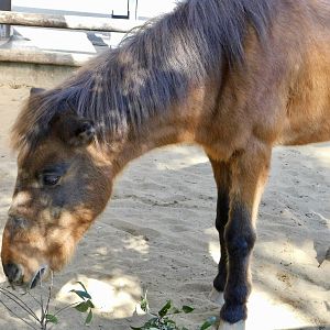 Yonaguni Horse (Equus ferus f. caballus) November 29, 2025