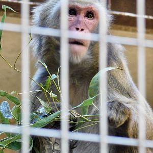 Hybrid Japanese Macaque (M. f. fuscata X M. f. yakui) November 29, 2025