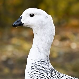Upland goose