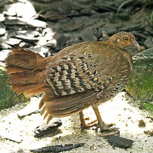 Hen Sri Lanka Junglefowl