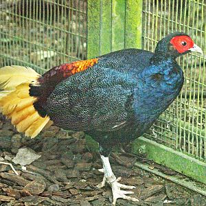 Malay Crestless Fireback