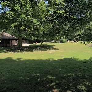 Western sitatunga and Eastern grey crowned crane exhibit, 2025-05-22