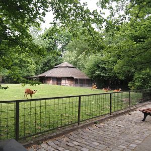 Western sitatunga and Eastern grey crowned crane exhibit, 2025-05-22