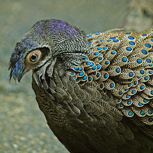 Malay Peacock Pheasant
