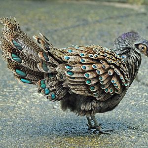 Malay Peacock Pheasant