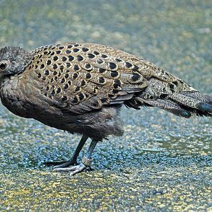 Hen Malay Peacock Pheasant