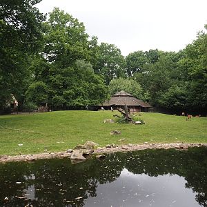Western sitatunga and Eastern grey crowned crane exhibit, 2025-05-22