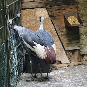 Eastern grey crowned cranes (Balearica regulorum gibbericeps), 2025-05-22