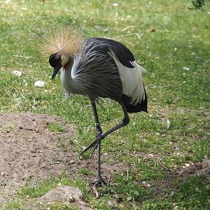 Eastern grey crowned crane (Balearica regulorum gibbericeps), 2025-05-22