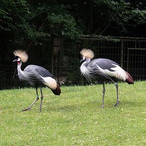 Eastern grey crowned cranes (Balearica regulorum gibbericeps), 2025-05-22