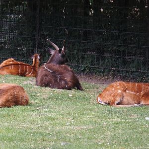 Western sitatungas (Tragelaphus spekii gratus), 2025-05-22