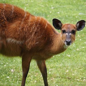 Western sitatunga (Tragelaphus spekii gratus), 2025-05-22