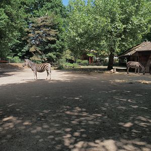 Chapman's zebra paddock, 2025-05-22